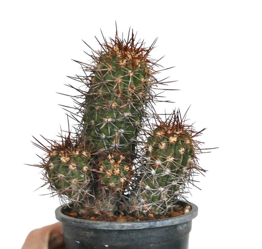 Copiapoa pendulina