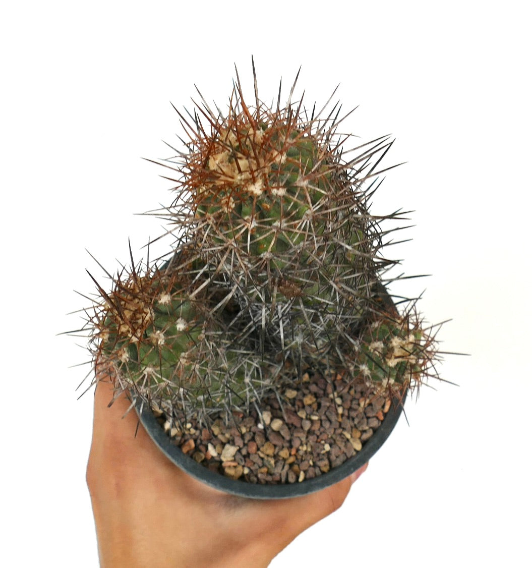 Copiapoa pendulina