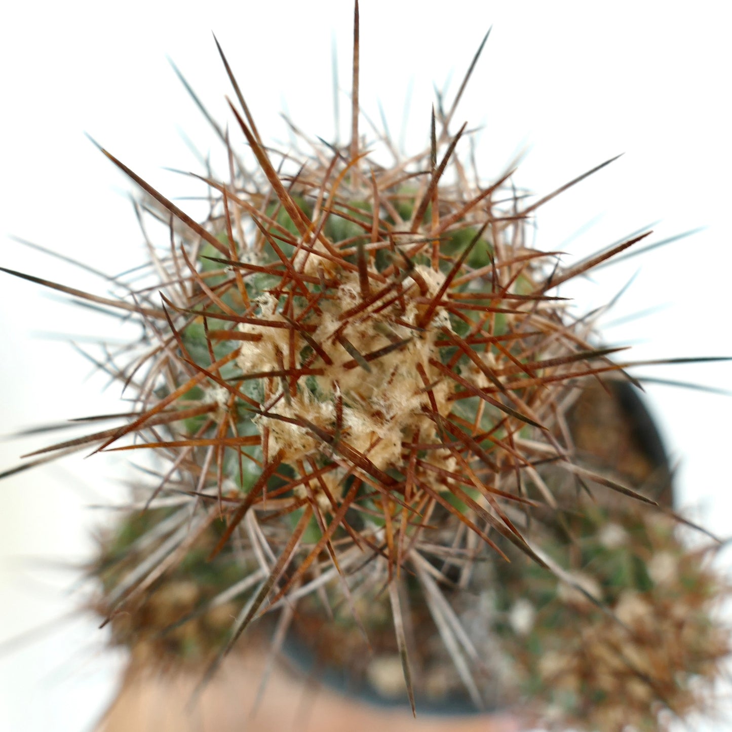 Copiapoa pendulina