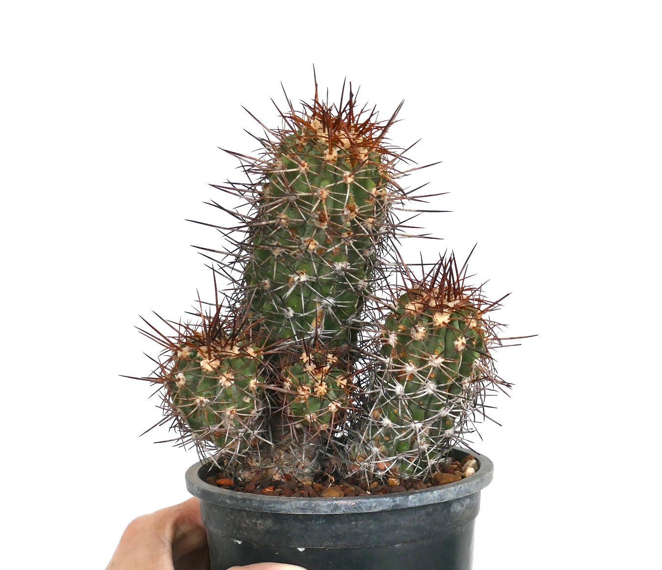 Copiapoa pendulina