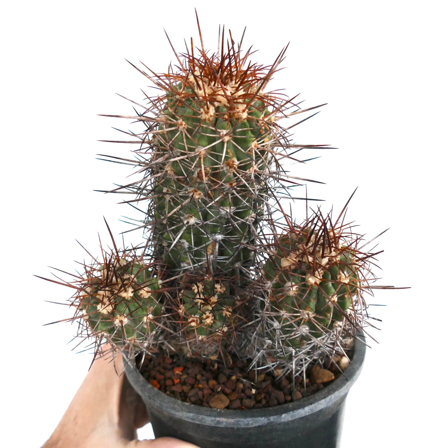 Copiapoa pendulina