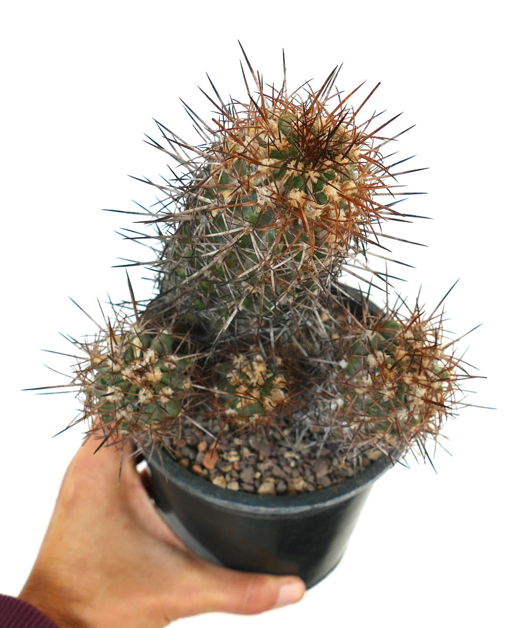 Copiapoa pendulina succulent cactus with dense long brown and gray spines in black pot