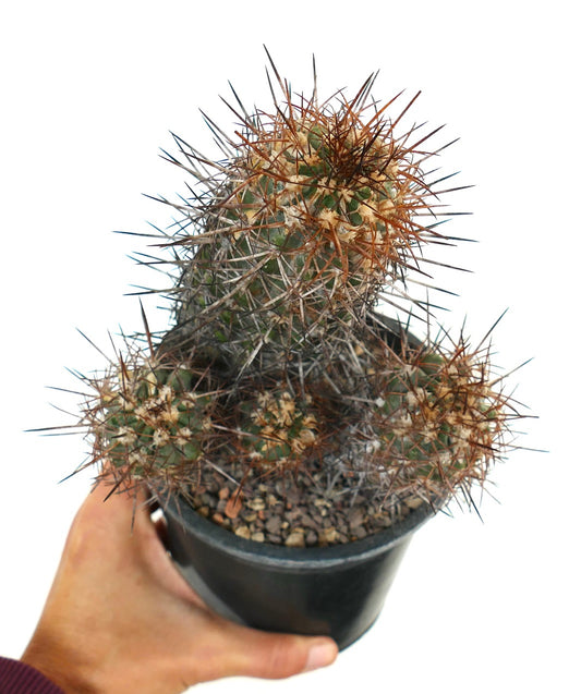 Copiapoa pendulina succulent cactus with dense long brown and gray spines in black pot