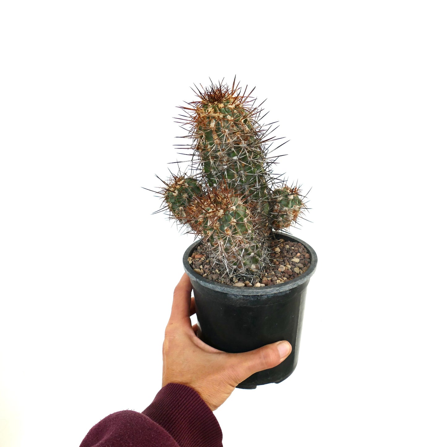 Copiapoa pendulina spiny succulent cactus with multiple stems in black pot