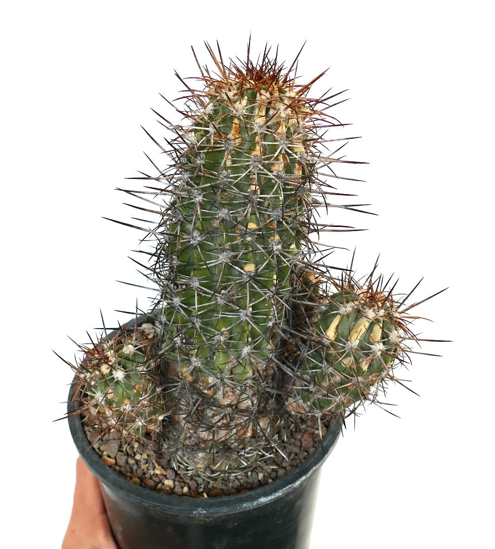 Copiapoa pendulina cactus with dense sharp spines and green ribbed succulent stems in pot