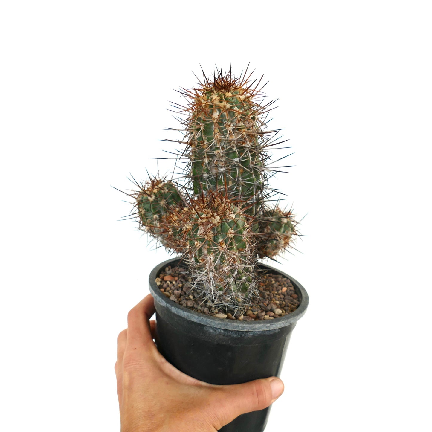 Copiapoa pendulina rare cactus with dense brown and white spines in black pot