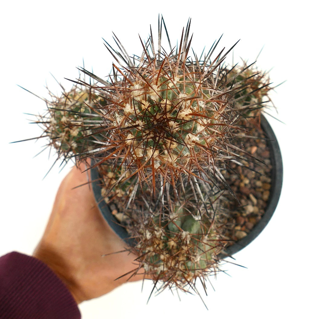 Copiapoa pendulina succulent cactus with dense long brown and gray spines in pot
