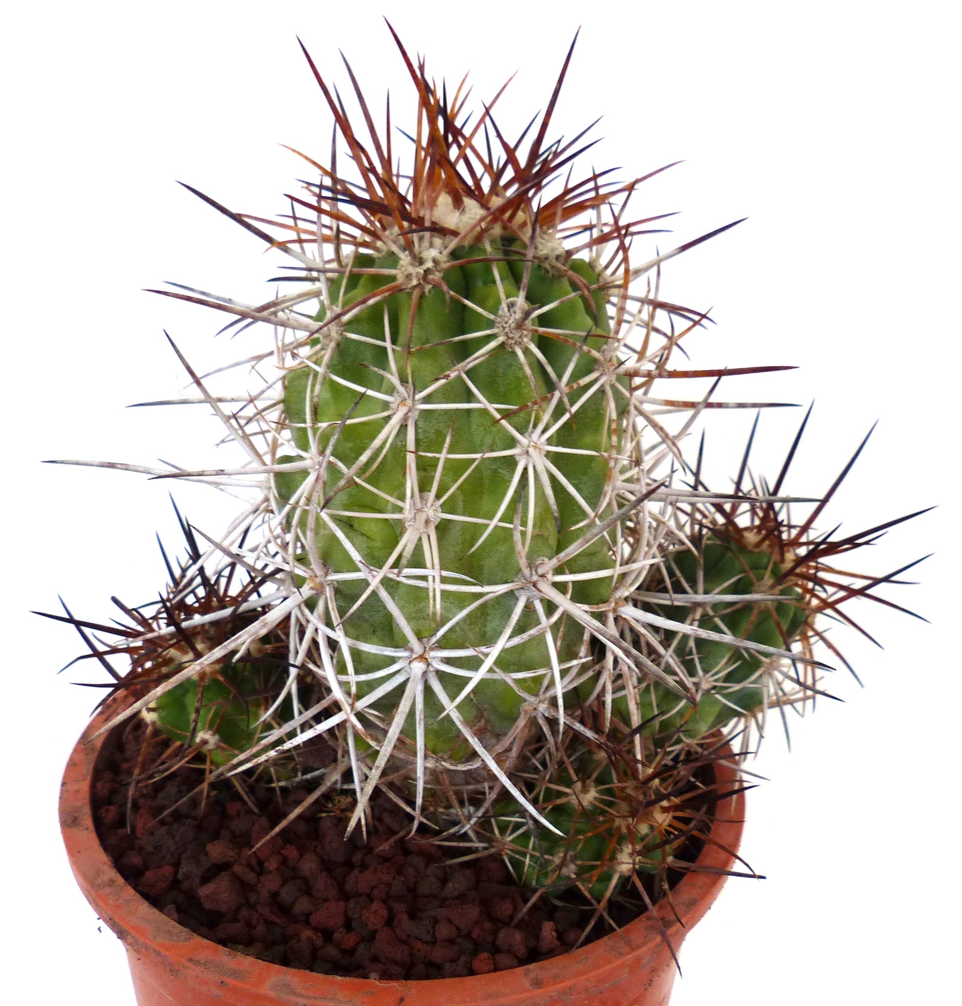 Copiapoa pepiniana cactus verde con spine lunghe e dense bianche e marroni in vaso di terracotta