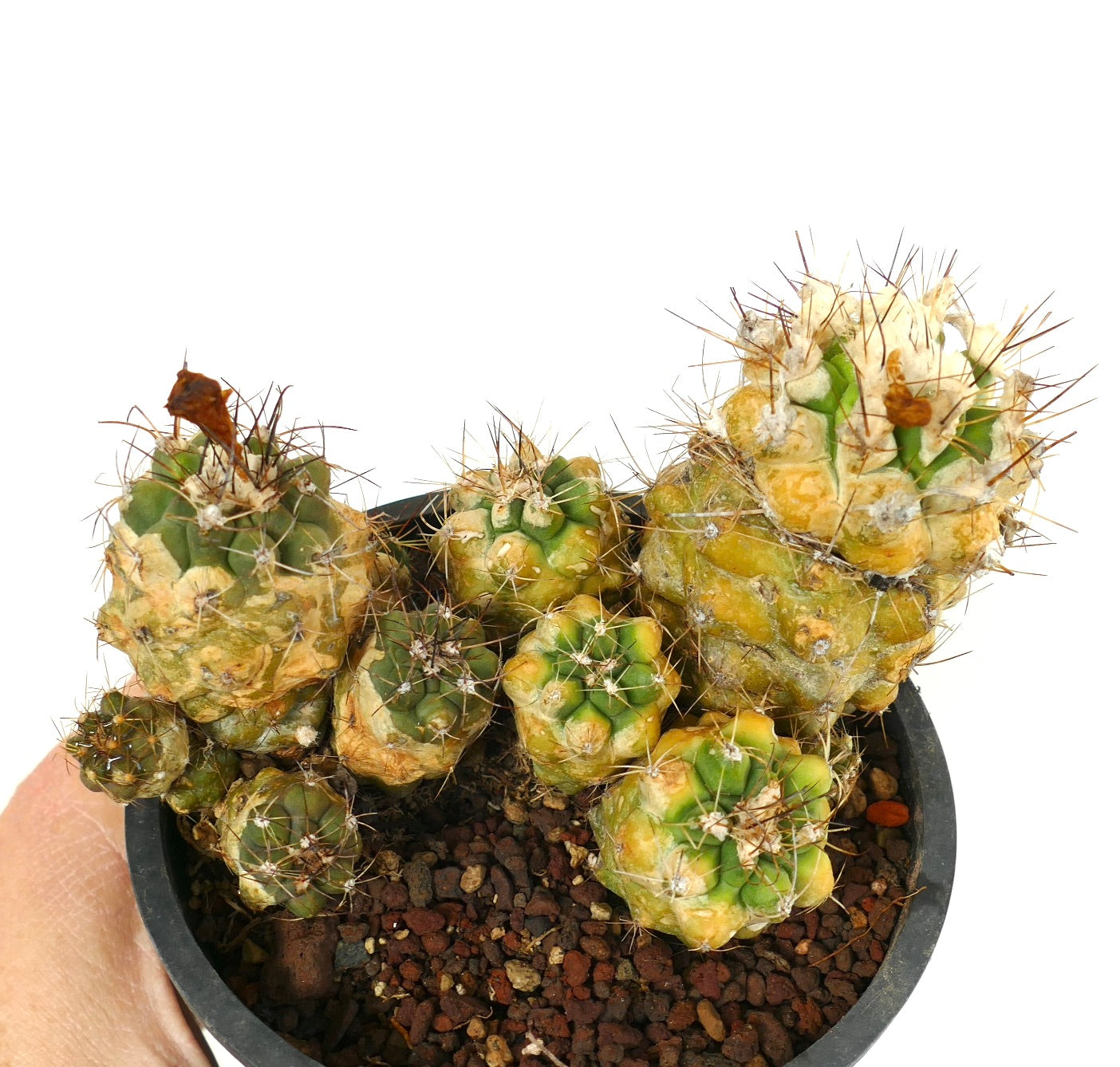 Copiapoa rarissima