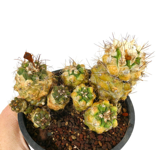 Copiapoa rarissima