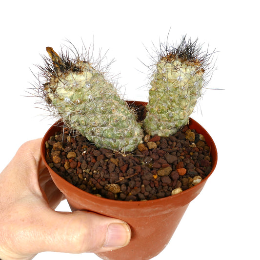 Copiapoa rarissima rare succulent cactus with two cylindrical spiny heads in small pot