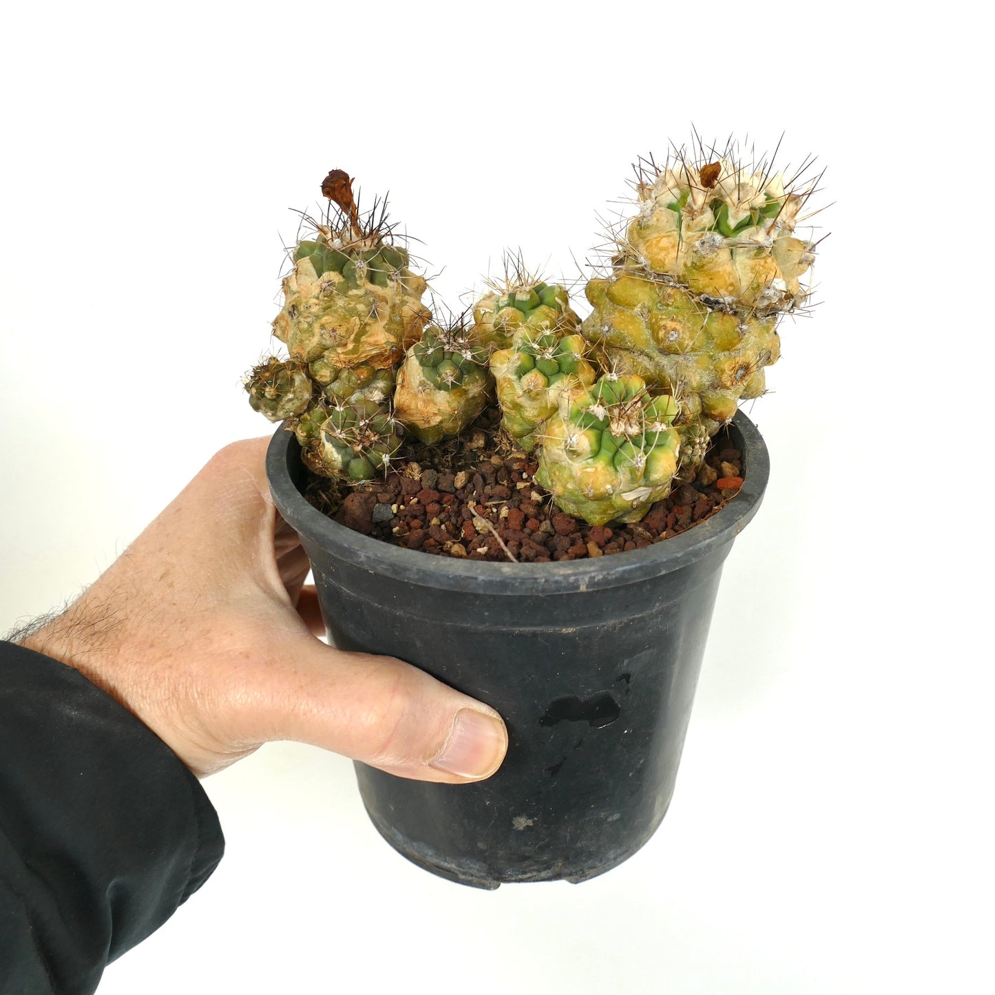 Copiapoa rarissima