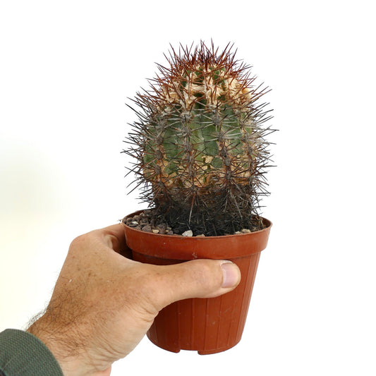 Copiapoa rupestris 70