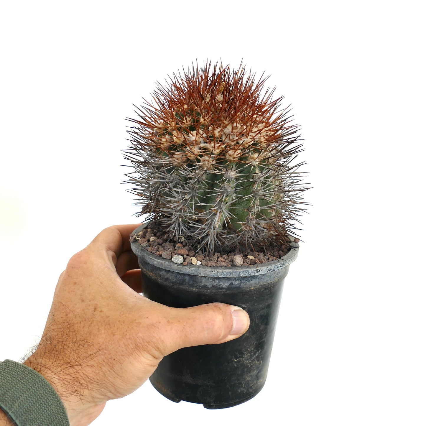 Copiapoa rupestris SUPER SPINES XY3