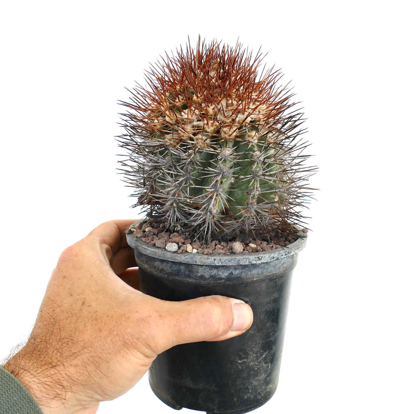 Copiapoa rupestris SUPER SPINES XY3