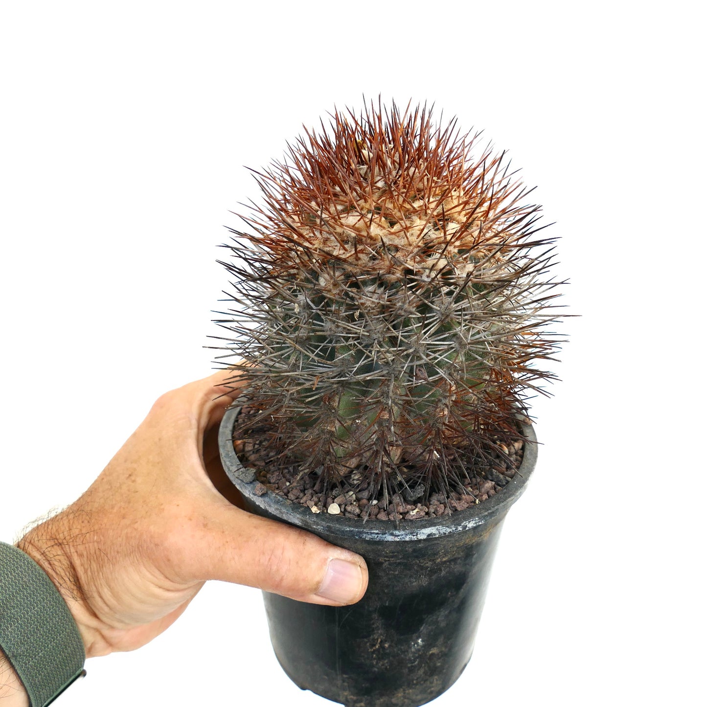 Copiapoa rupestris SUPER SPINES XY3