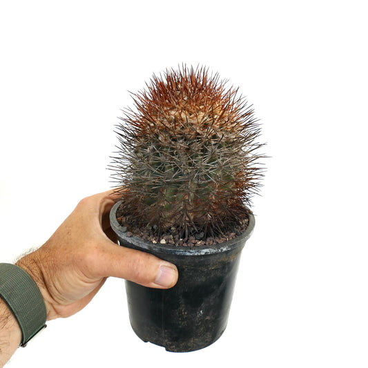 Copiapoa rupestris SUPER SPINES XY3