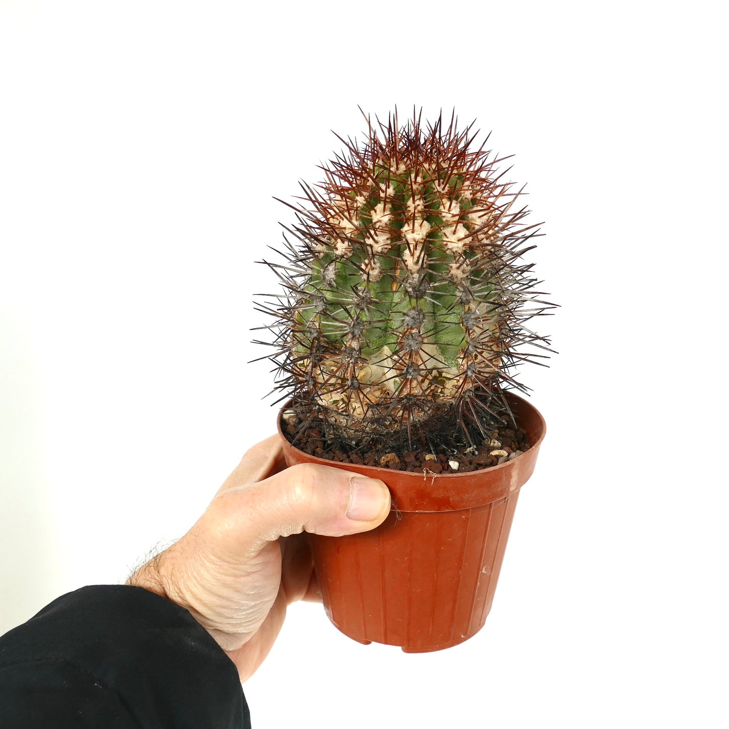 Copiapoa rupestris