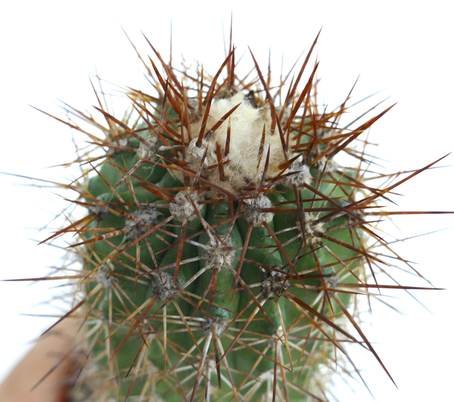 Close-up of Copiapoa rupestris showing its green stem covered with clusters of long brown spines and white wool at the top.