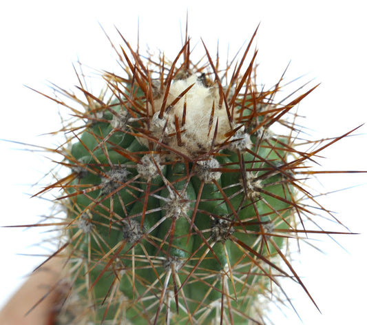 Close-up of Copiapoa rupestris showing its green stem covered with clusters of long brown spines and white wool at the top.