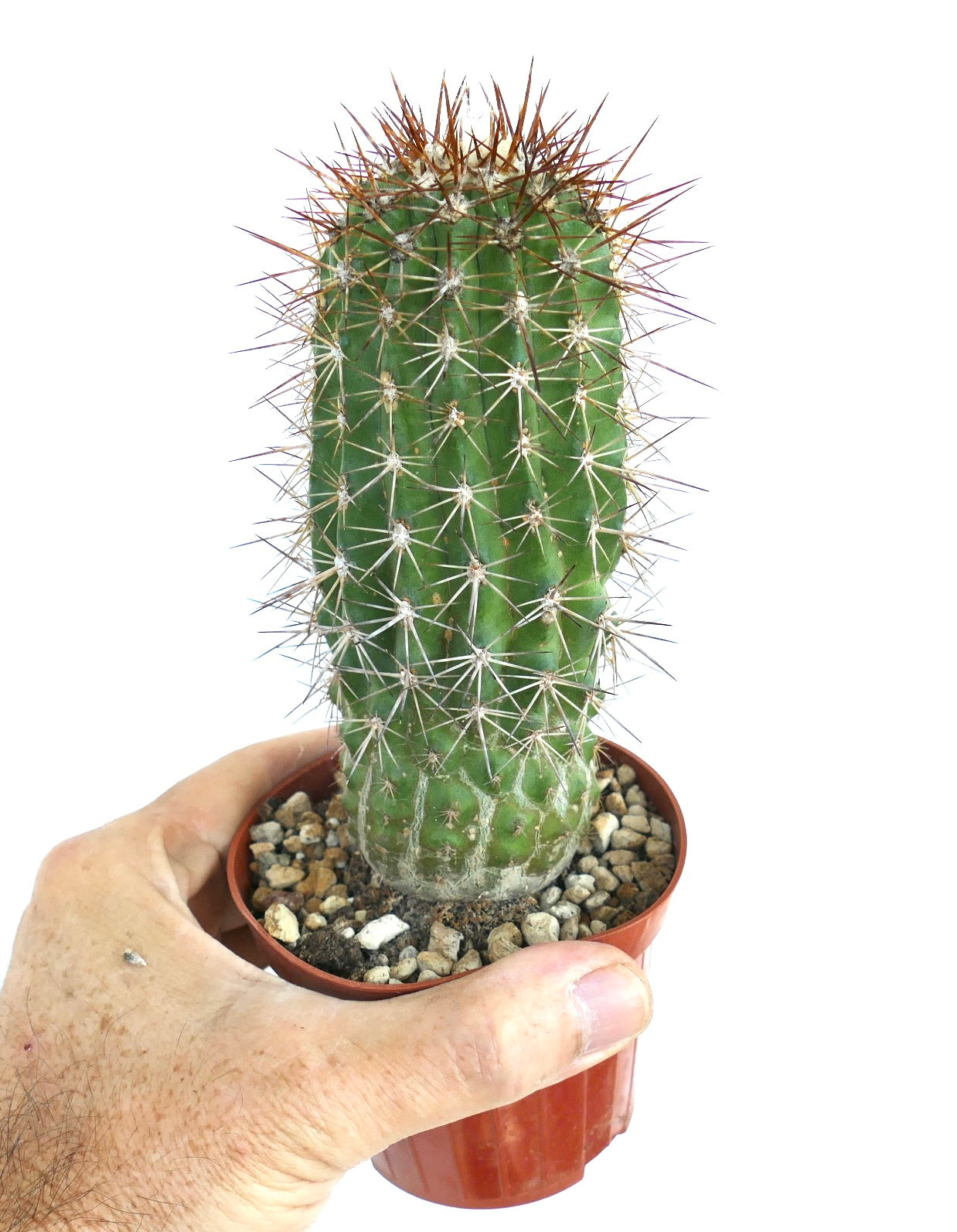 Copiapoa rupestris cactus in a small plastic pot with gravel soil, held in a hand, displaying its columnar green body and sharp radial spines.