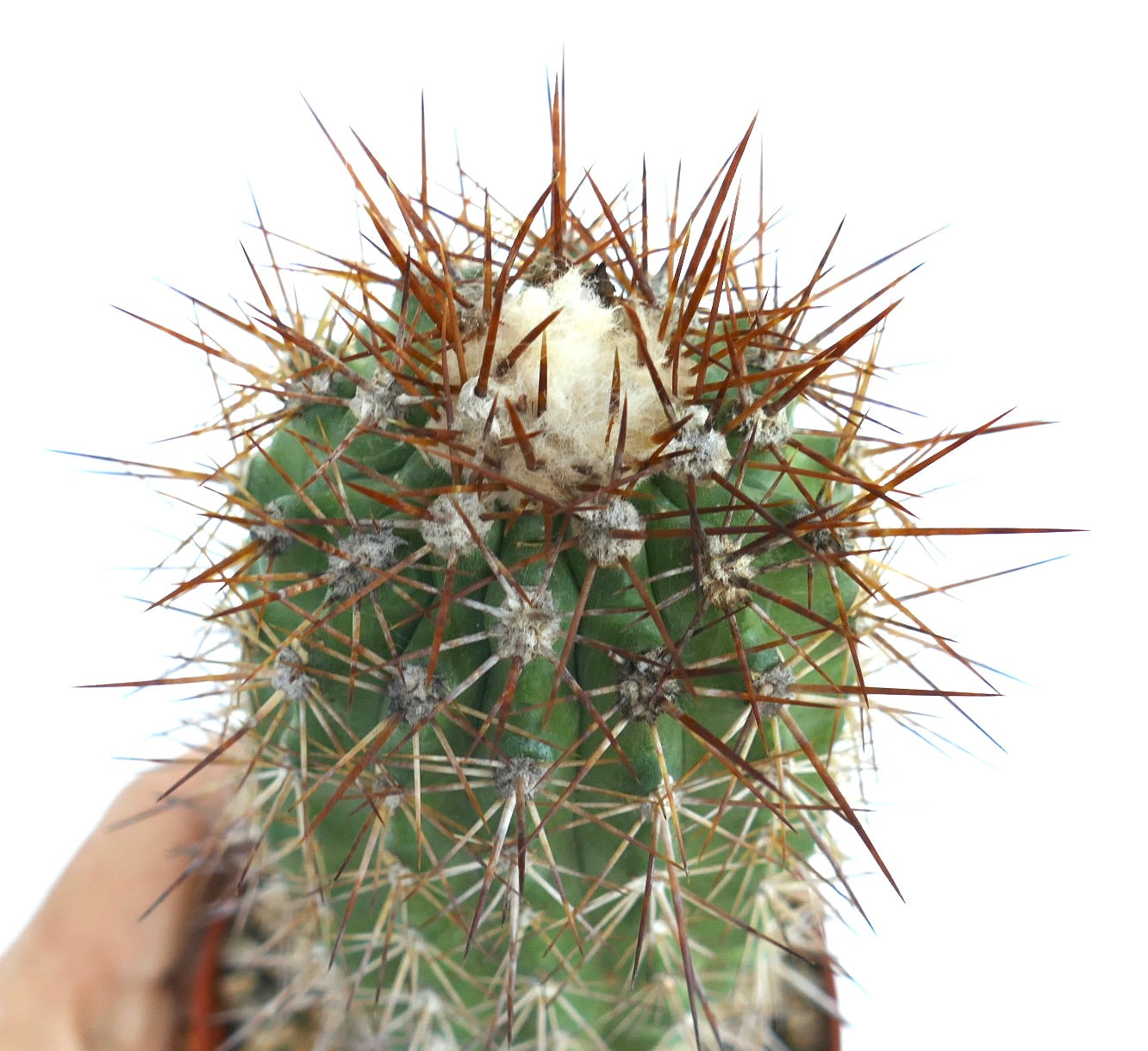 Top view of Copiapoa rupestris highlighting dense brown spines and a patch of white wool at the crown of the cactus.