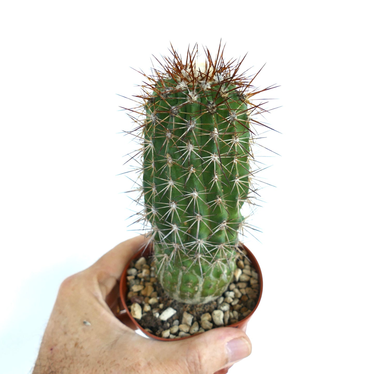 Copiapoa rupestris cactus in a pot held in a hand, showing its upright cylindrical form with evenly spaced white and brown spines.