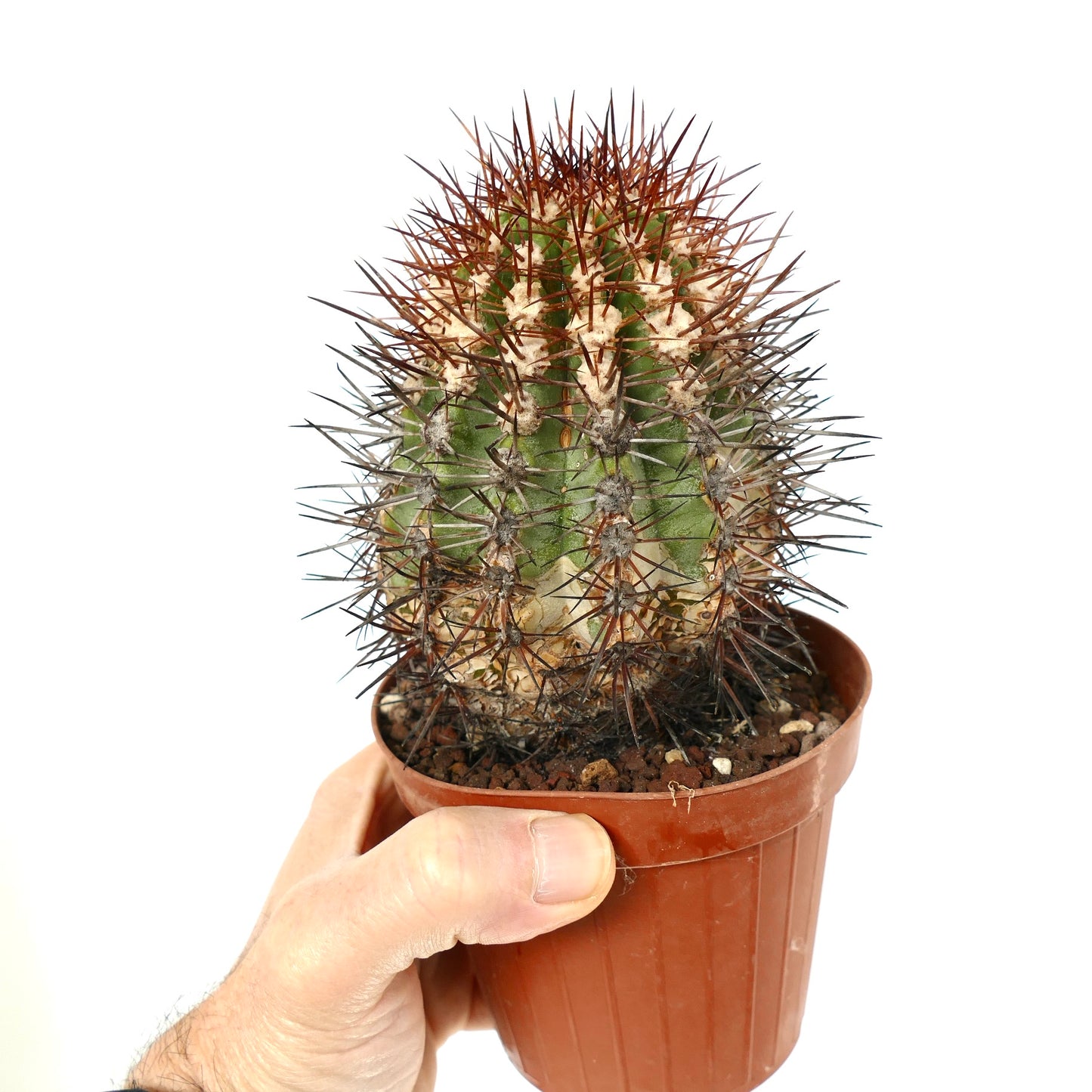 Copiapoa rupestris