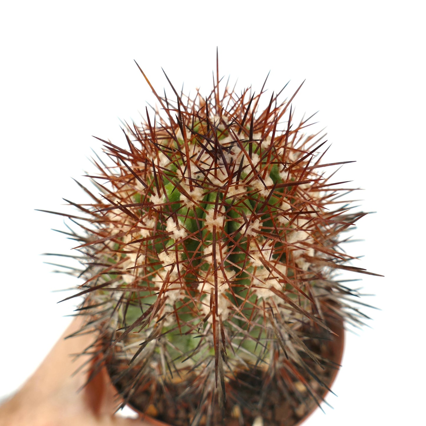 Copiapoa rupestris