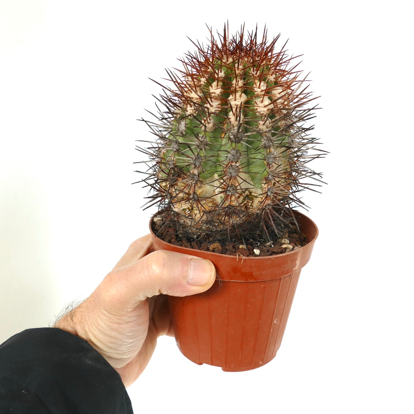 Copiapoa rupestris