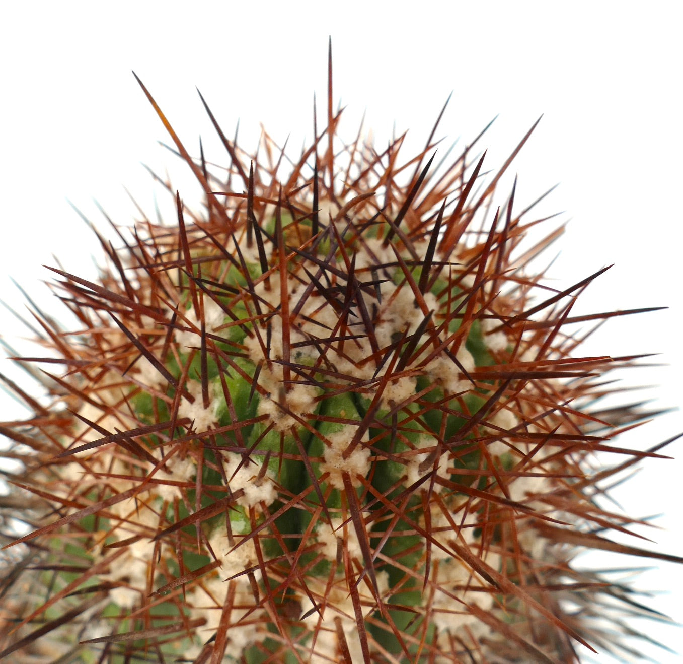 Copiapoa rupestris