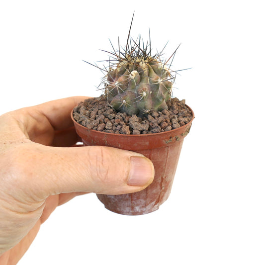 Petit cactus succulent Copiapoa rupestris avec des épines pointues denses dans un pot en terre cuite