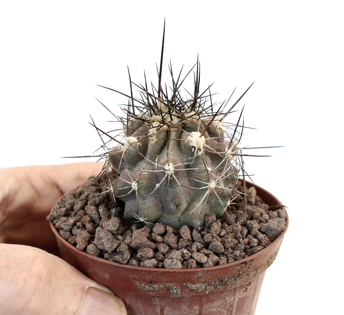 Petit cactus succulent Copiapoa rupestris avec de longues épines sombres et un corps vert texturé en pot