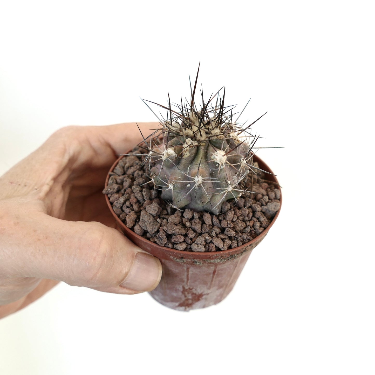 Petit cactus succulent Copiapoa rupestris avec des épines foncées et un corps vert-gris côtelé en pot