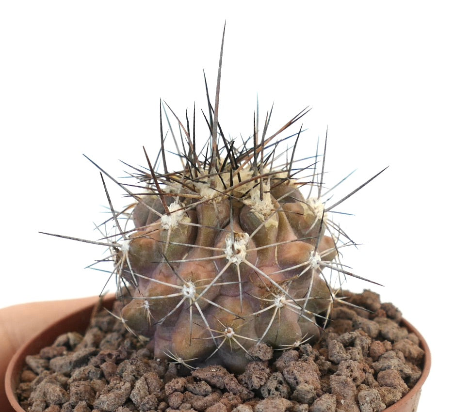 Petit cactus succulent Copiapoa rupestris au corps brunâtre et longues épines sombres en pot