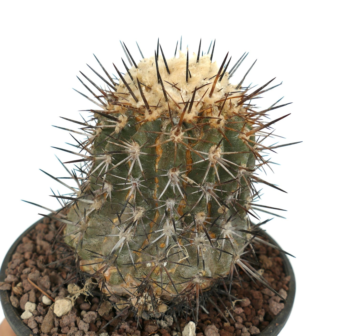 Copiapoa sarcoana | botanicalarchive.com - Fast Shipping Time With Us ...