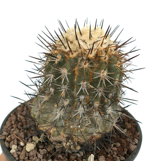 Copiapoa sarcoana ZZ2