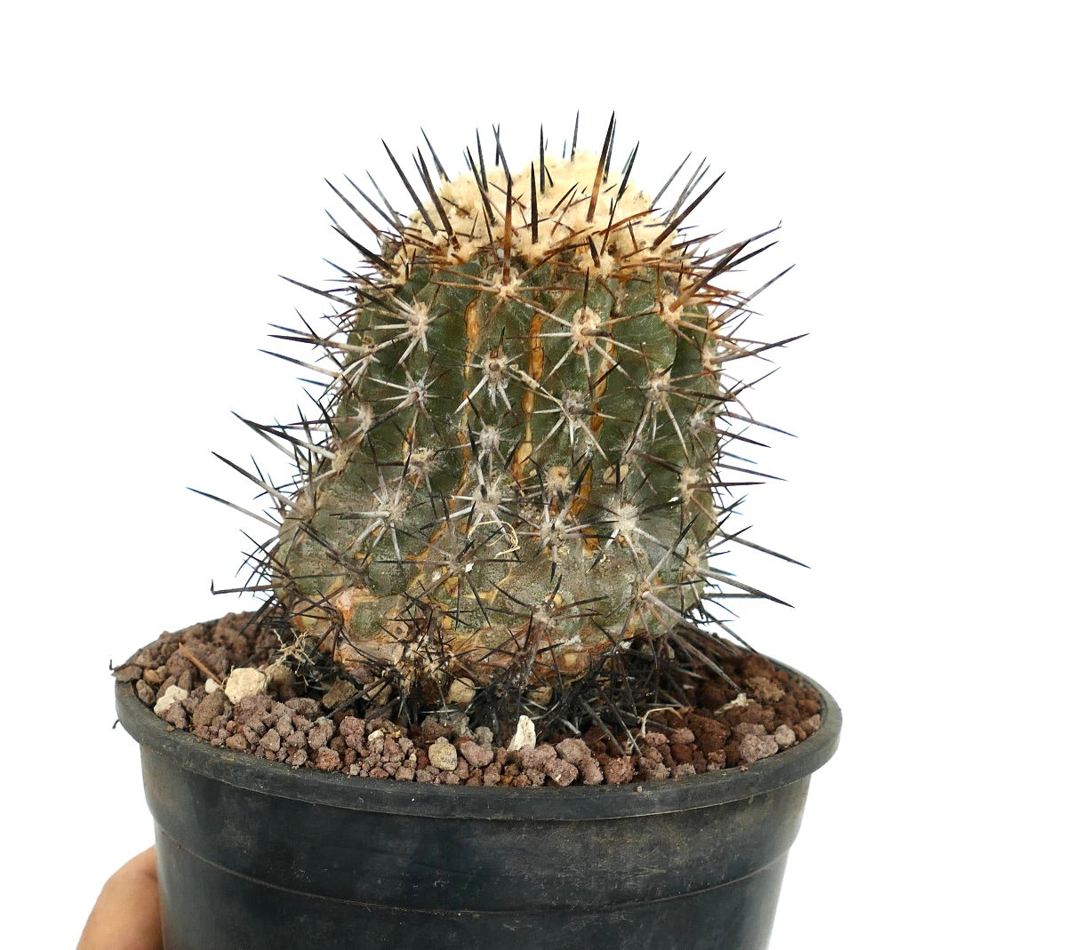 Copiapoa sarcoana ZZ2