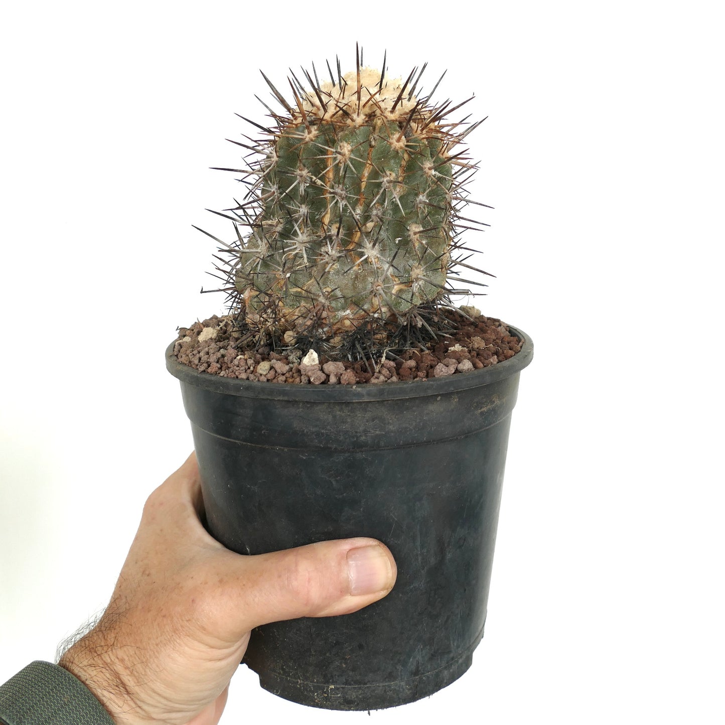 Copiapoa sarcoana ZZ2