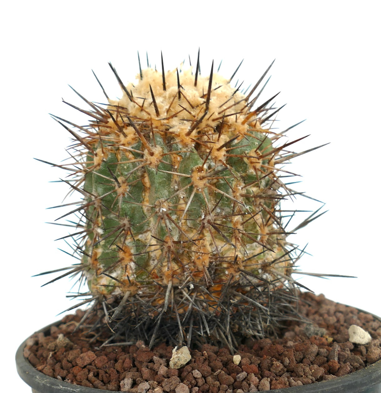 Copiapoa sarcoana ZZ2