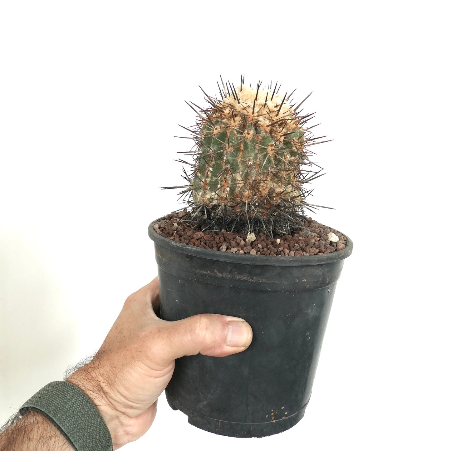 Copiapoa sarcoana ZZ2