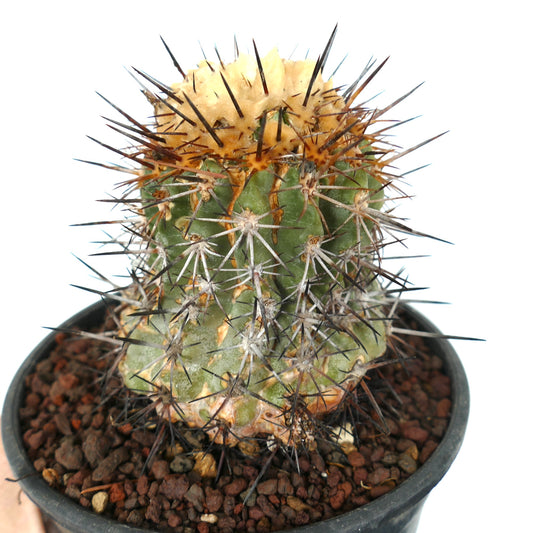 Cactus Copiapoa sarcoana con espinas densas y oscuras y corona lanosa amarillenta en maceta