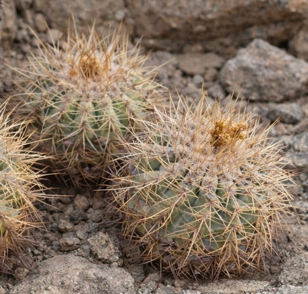 Cactus Copiapoa sarcoana con fitte spine dorate e corpo verde costoluto in terreno roccioso
