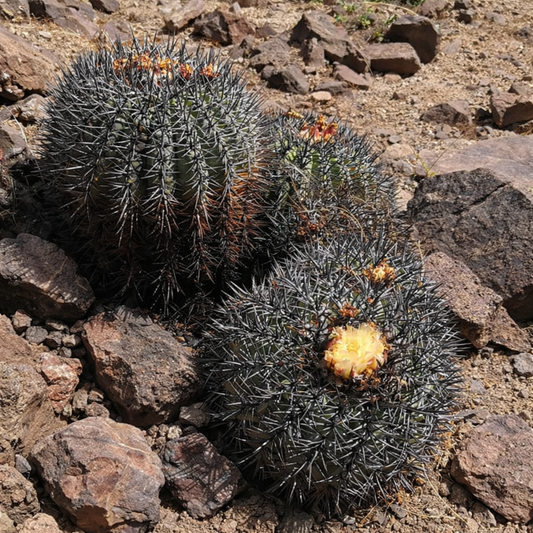 Copiapoa schulziana Kaktus mit dichten schwarzen Stacheln und blassgelben Blüten in felsigem Boden