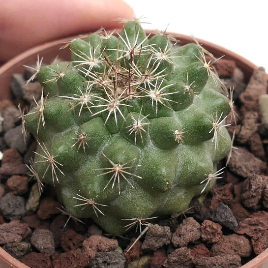 Copiapoa serpentisulcata S33