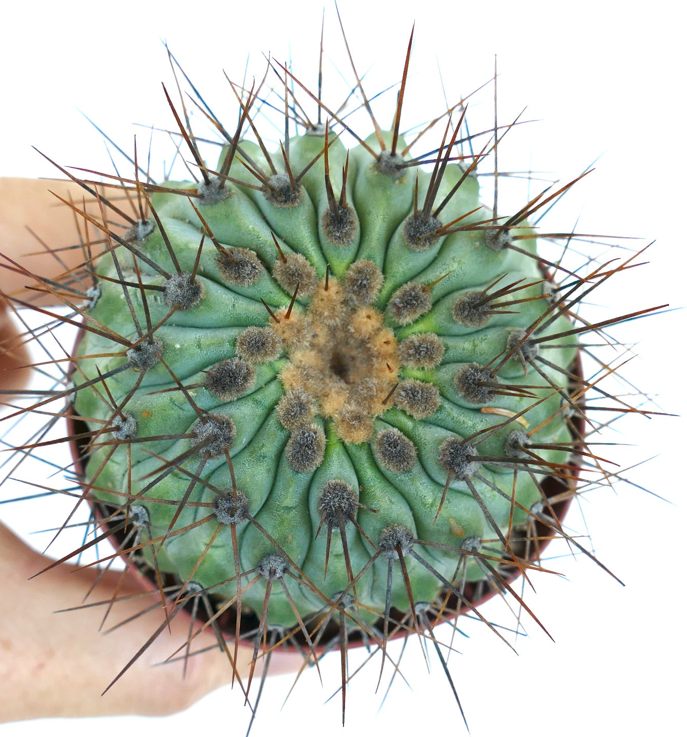 Copiapoa serpentisulcata