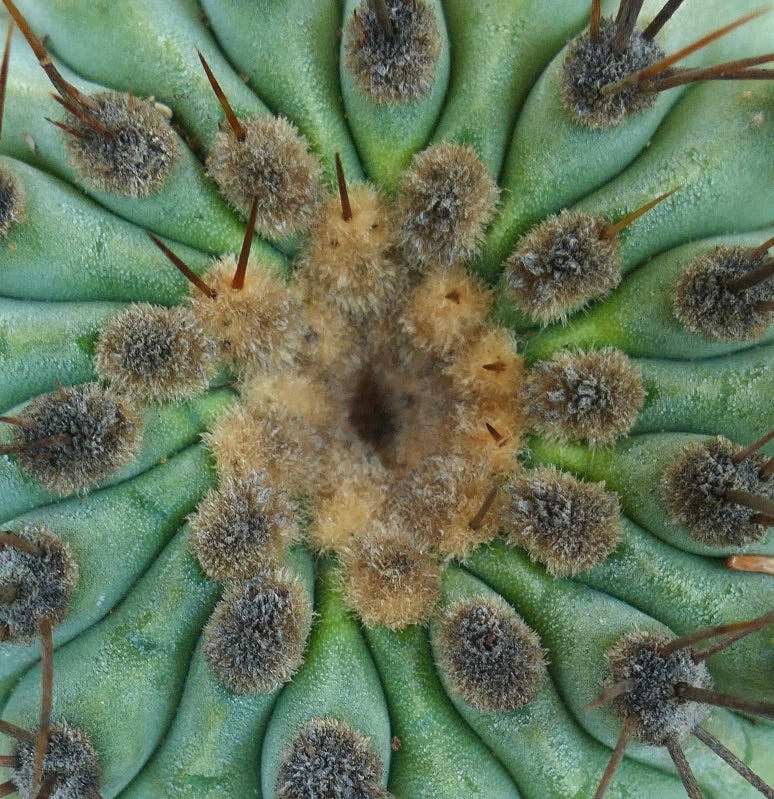 Copiapoa serpentisulcata