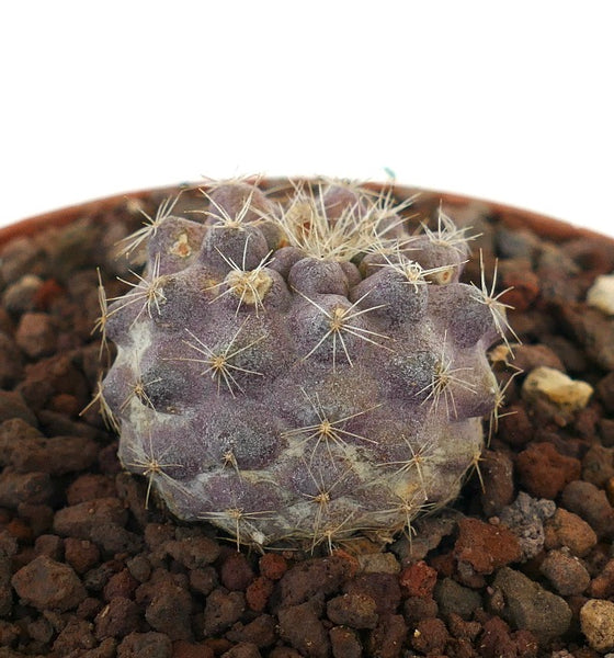 コピアポア・セルペンティスルカタ | Botanical Archive | 珍しい多肉