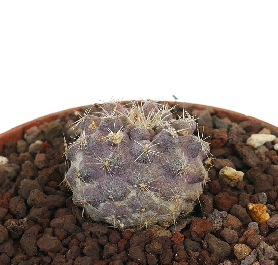 Copiapoa serpentisulcata small rare succulent cactus with pale spines and purple-gray body