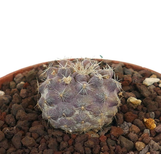 Copiapoa serpentisulcata small rare succulent cactus with pale spines and purple-gray body